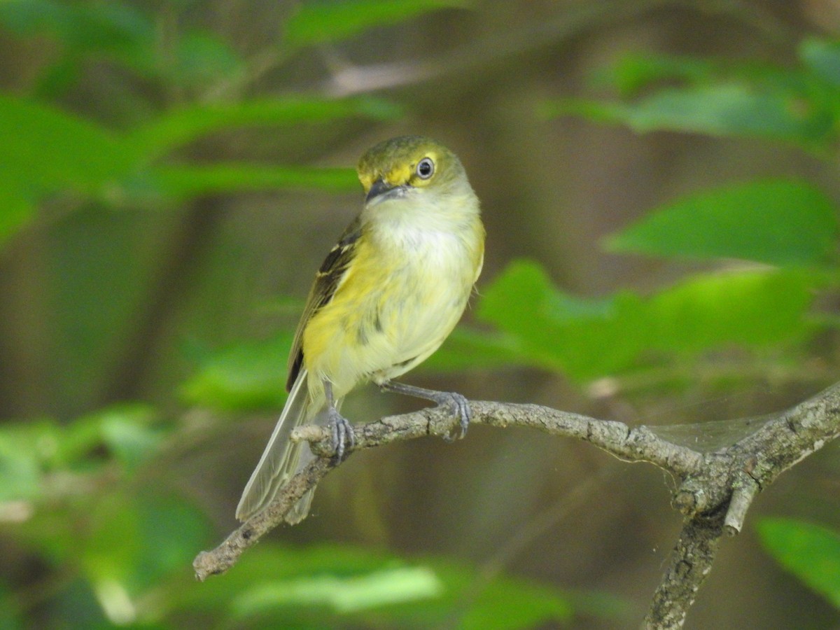 White-eyed Vireo - ML620801328