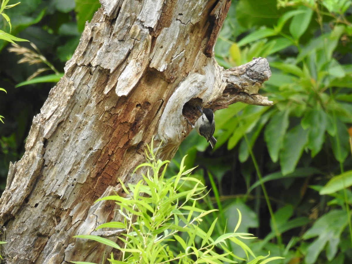 Carolina Chickadee - ML620801333