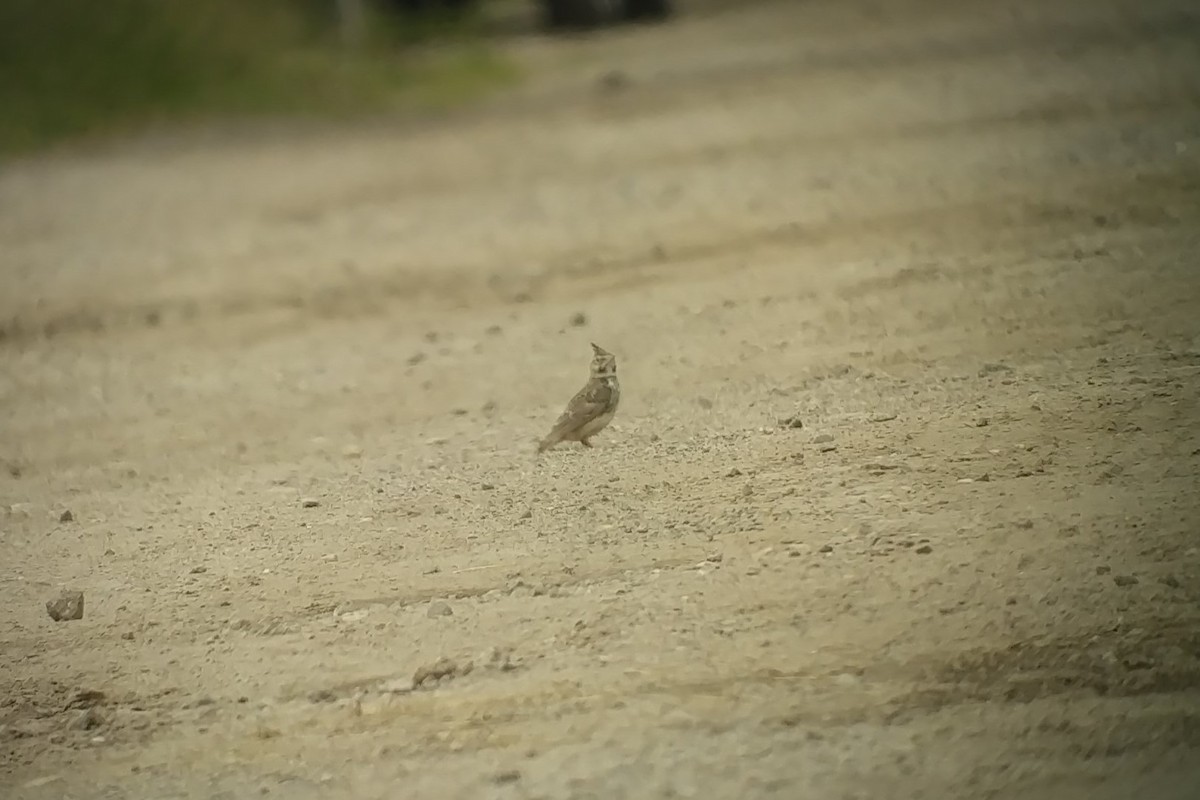 Crested Lark - Alexander Thomas