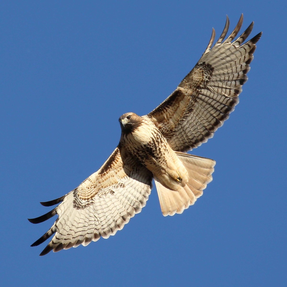 Red-tailed Hawk - Henry Mauer