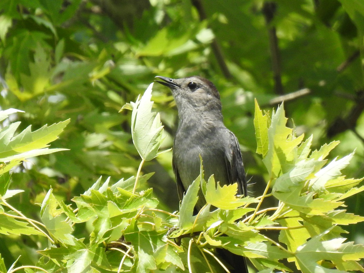 Pájaro Gato Gris - ML620801344