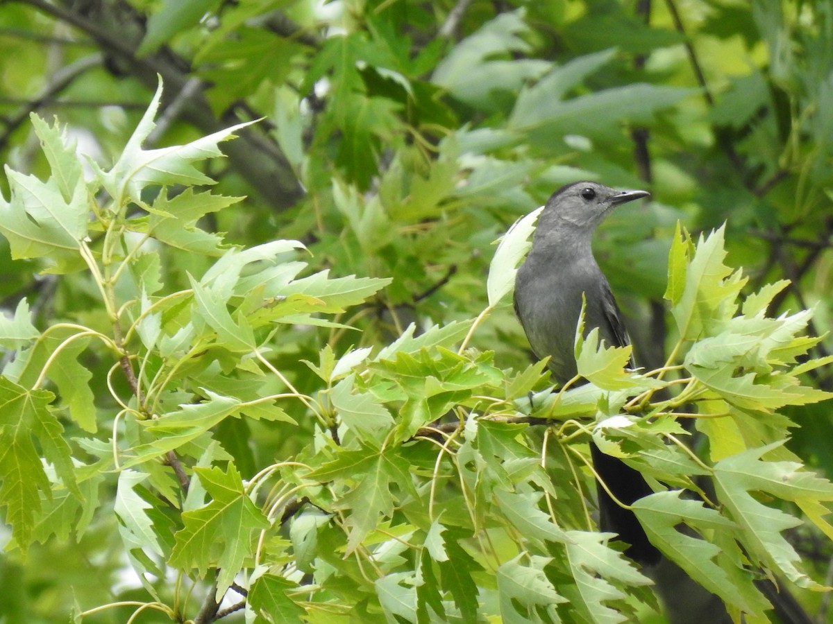 Pájaro Gato Gris - ML620801345