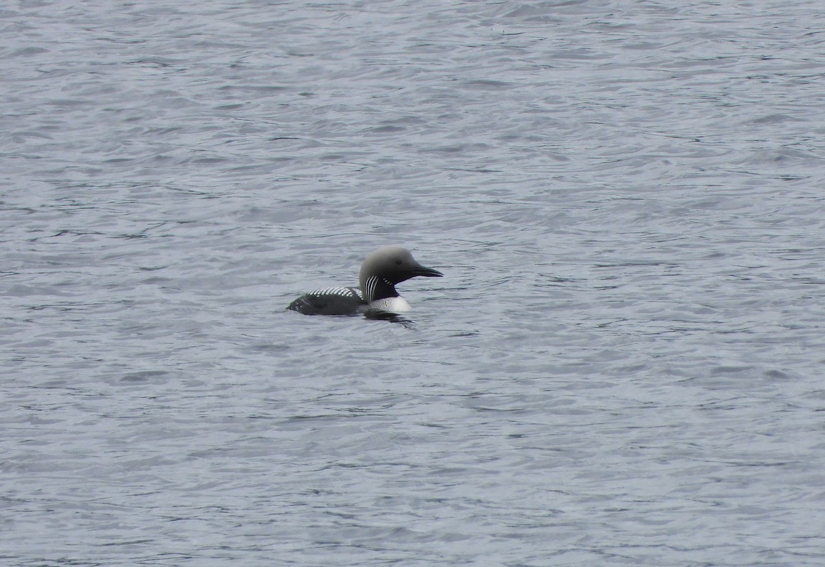 Arctic Loon - ML620801346