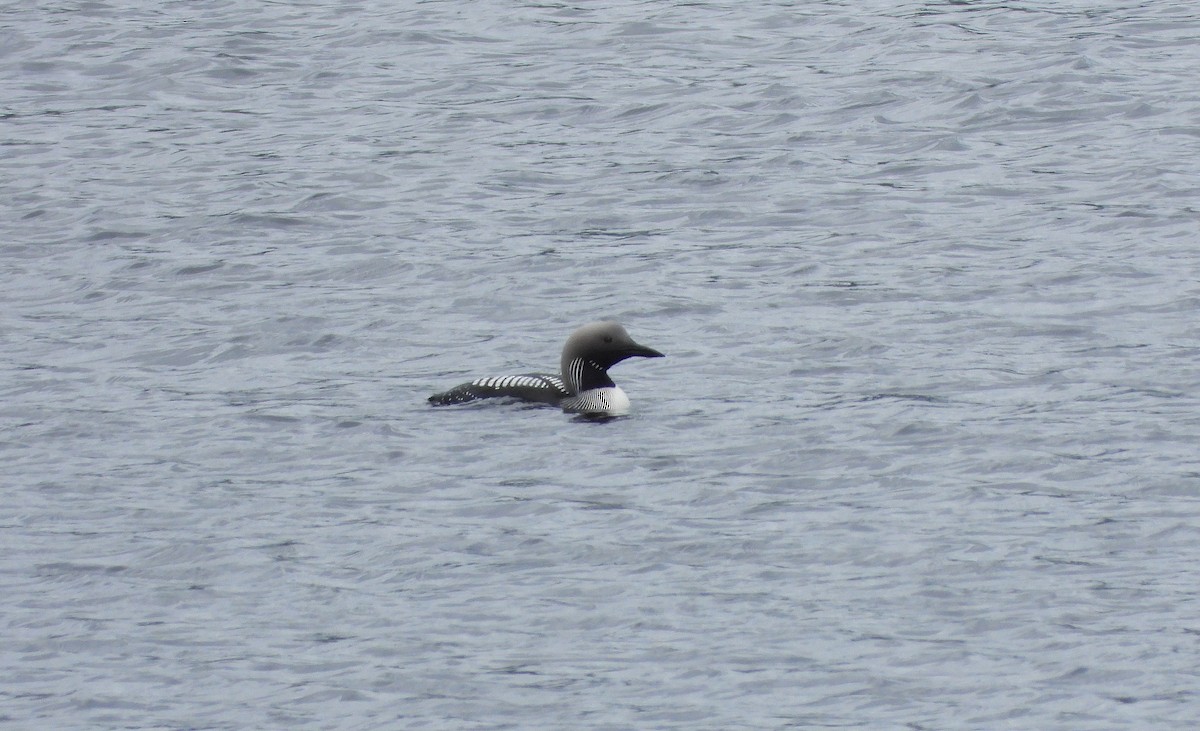 Arctic Loon - ML620801347