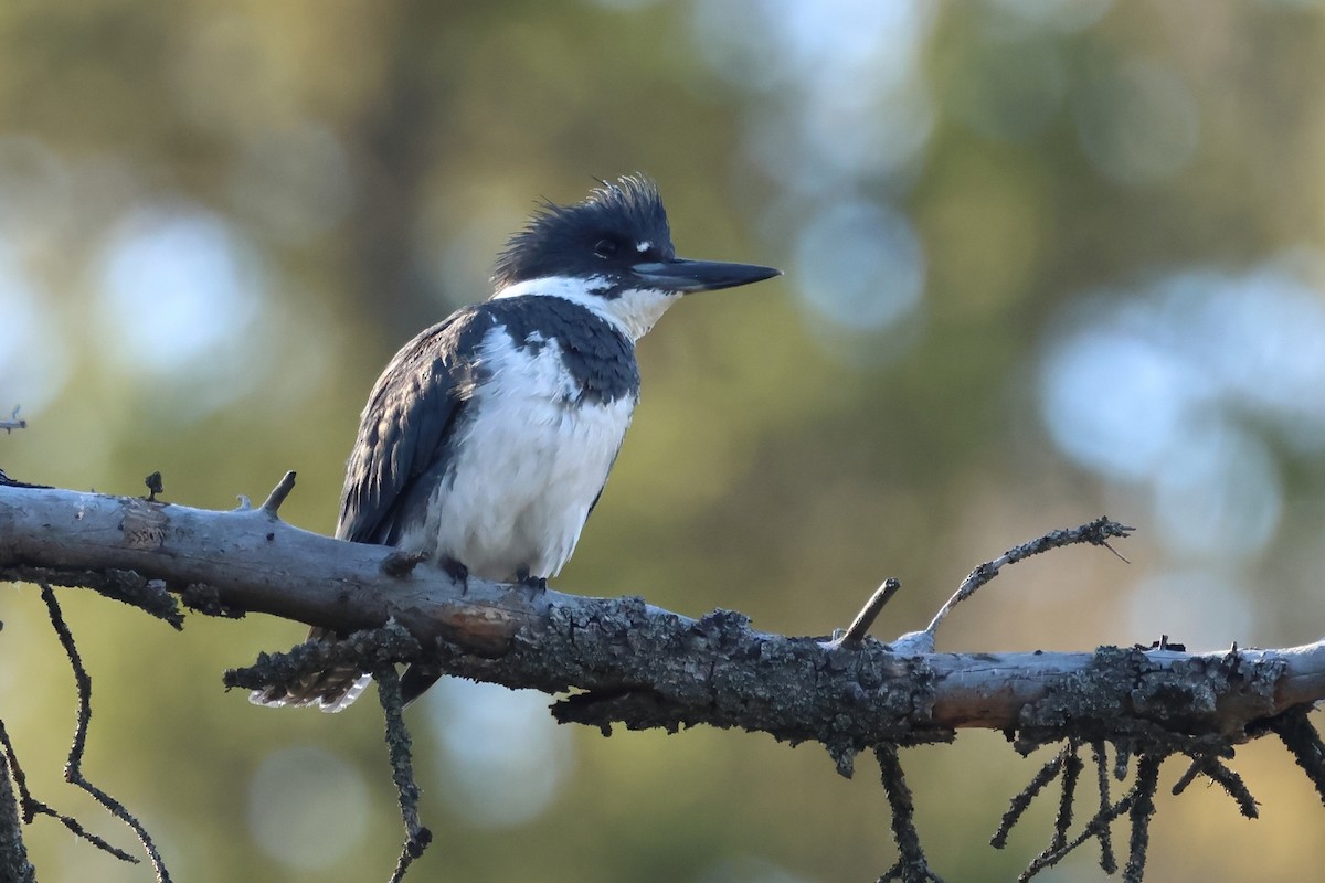 Belted Kingfisher - ML620801349