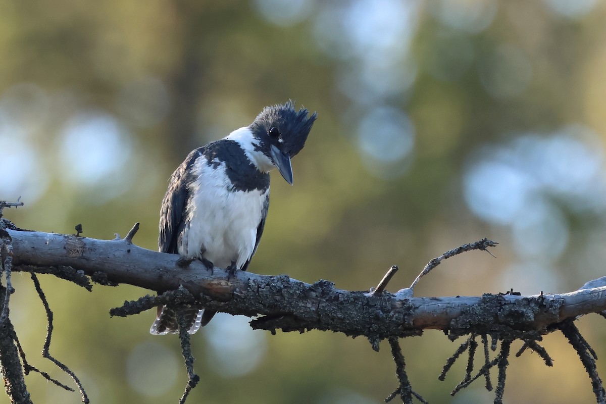 Belted Kingfisher - ML620801350