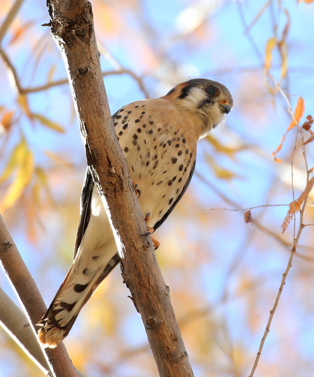 American Kestrel - ML620801351