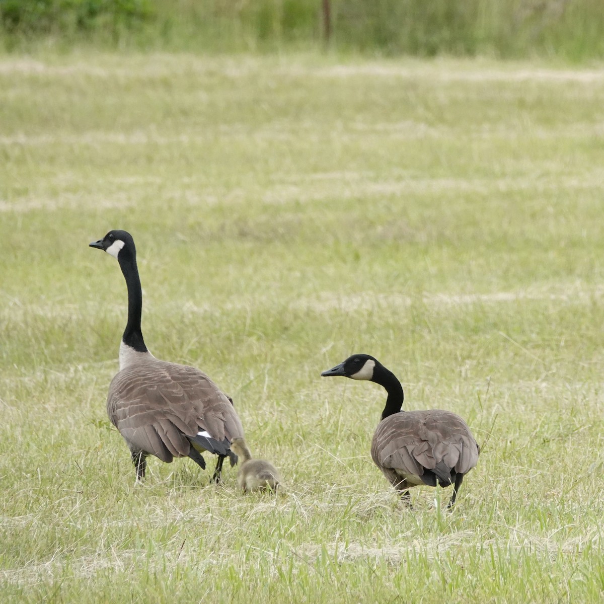 Canada Goose - David Fraser