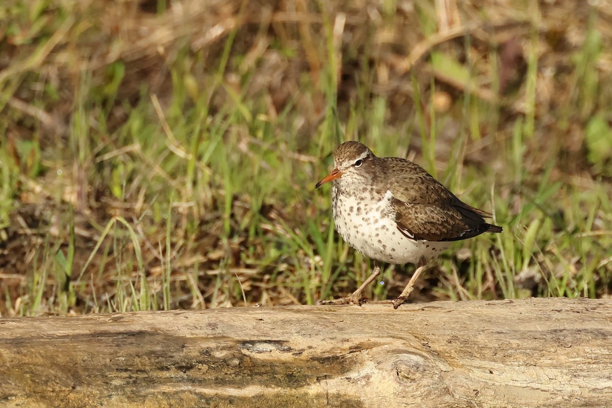 Spotted Sandpiper - ML620801354