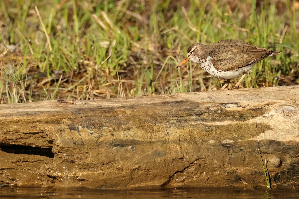 Spotted Sandpiper - Serge Rivard