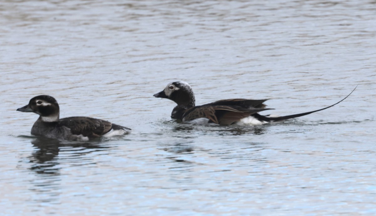 Long-tailed Duck - ML620801358