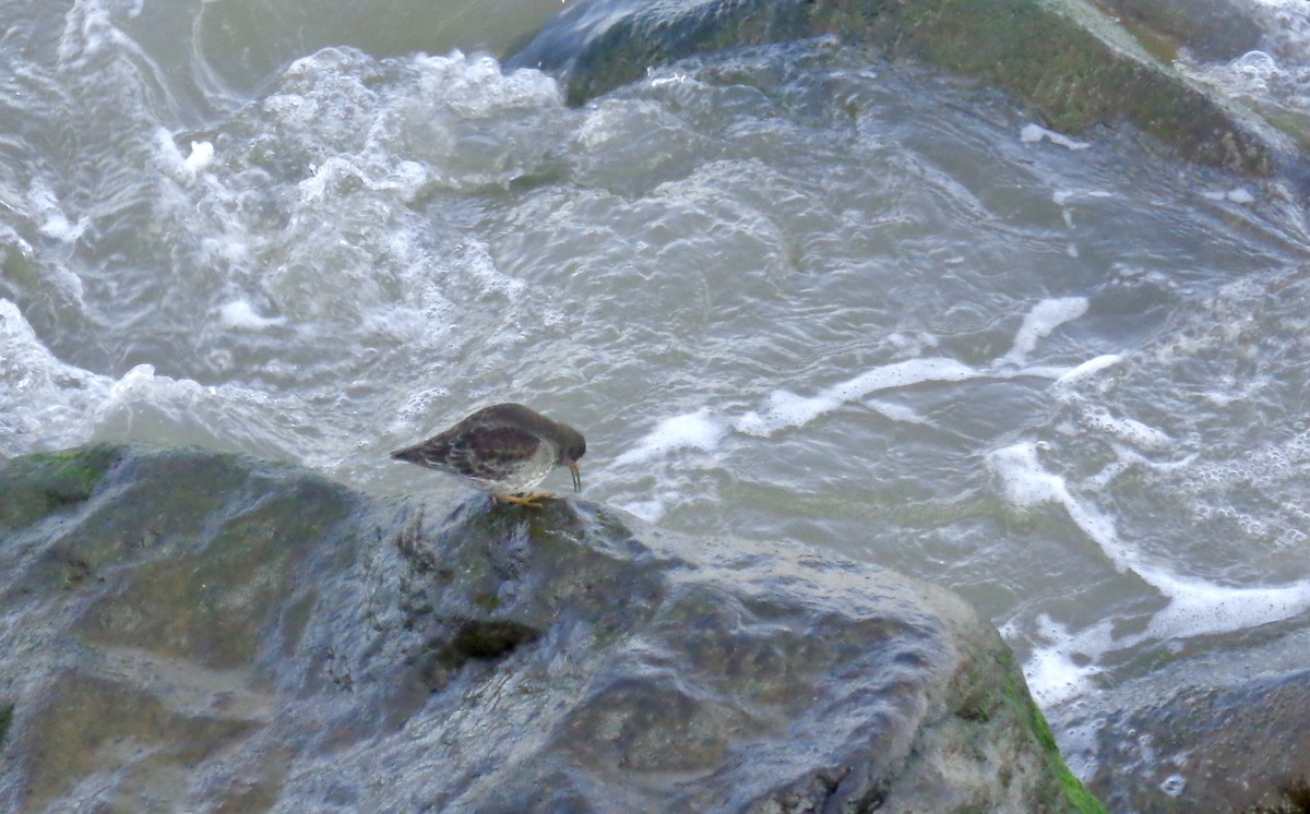 Purple Sandpiper - Rich Bayldon