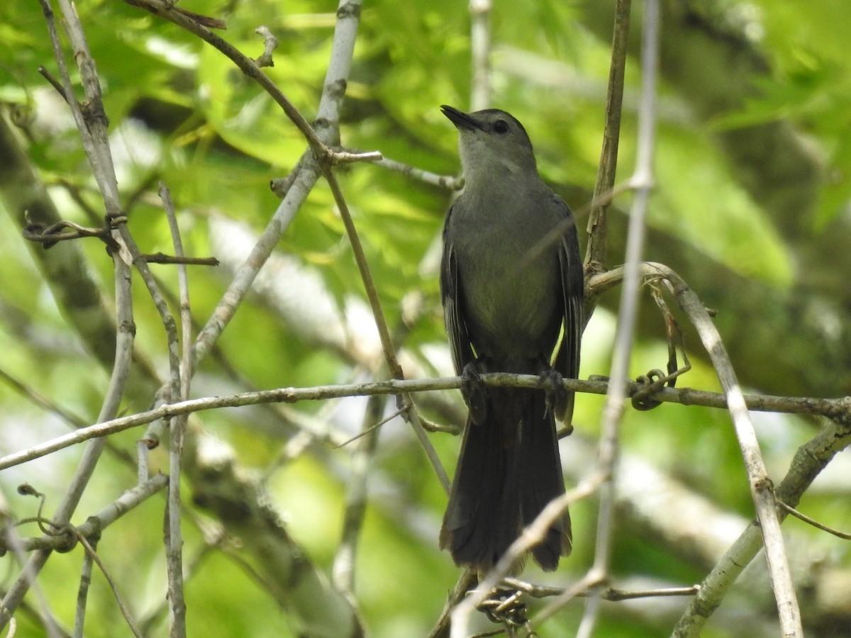 Pájaro Gato Gris - ML620801367