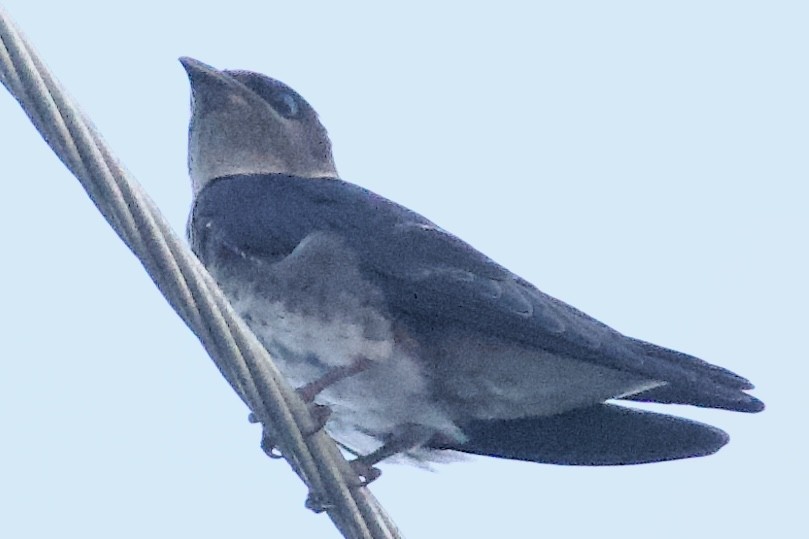 Purple Martin - ML620801368