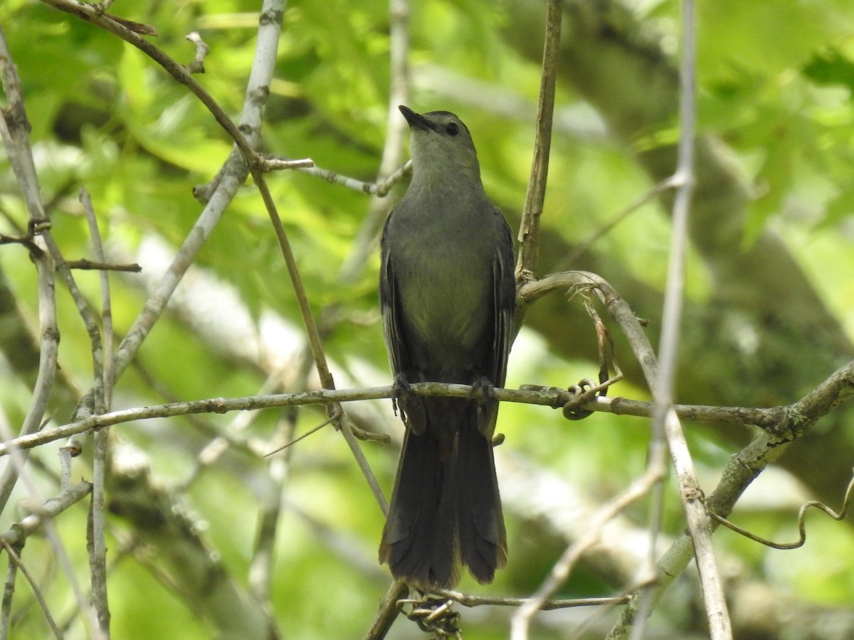 Pájaro Gato Gris - ML620801369