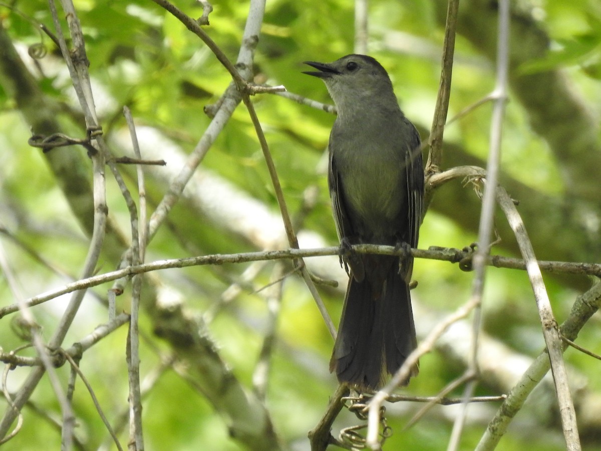 Gray Catbird - ML620801370