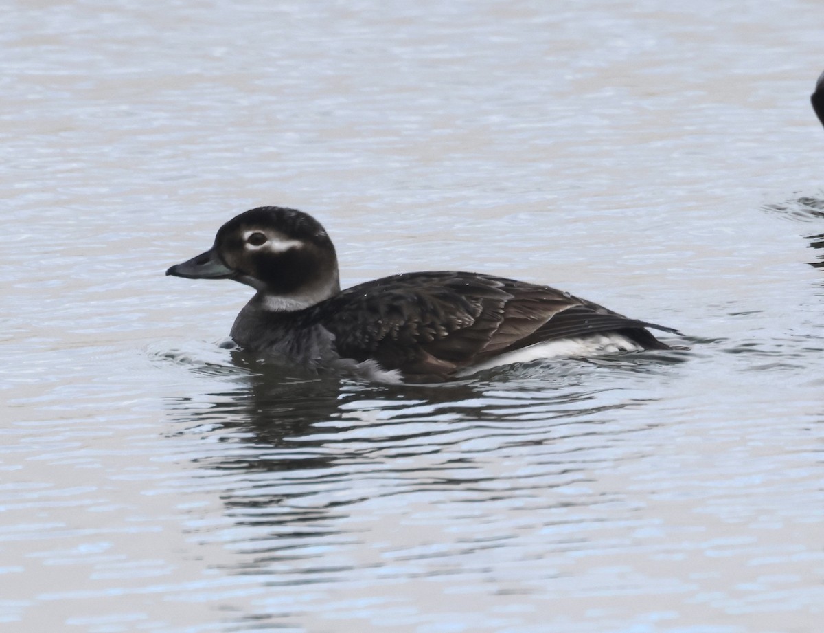 Long-tailed Duck - John Drummond