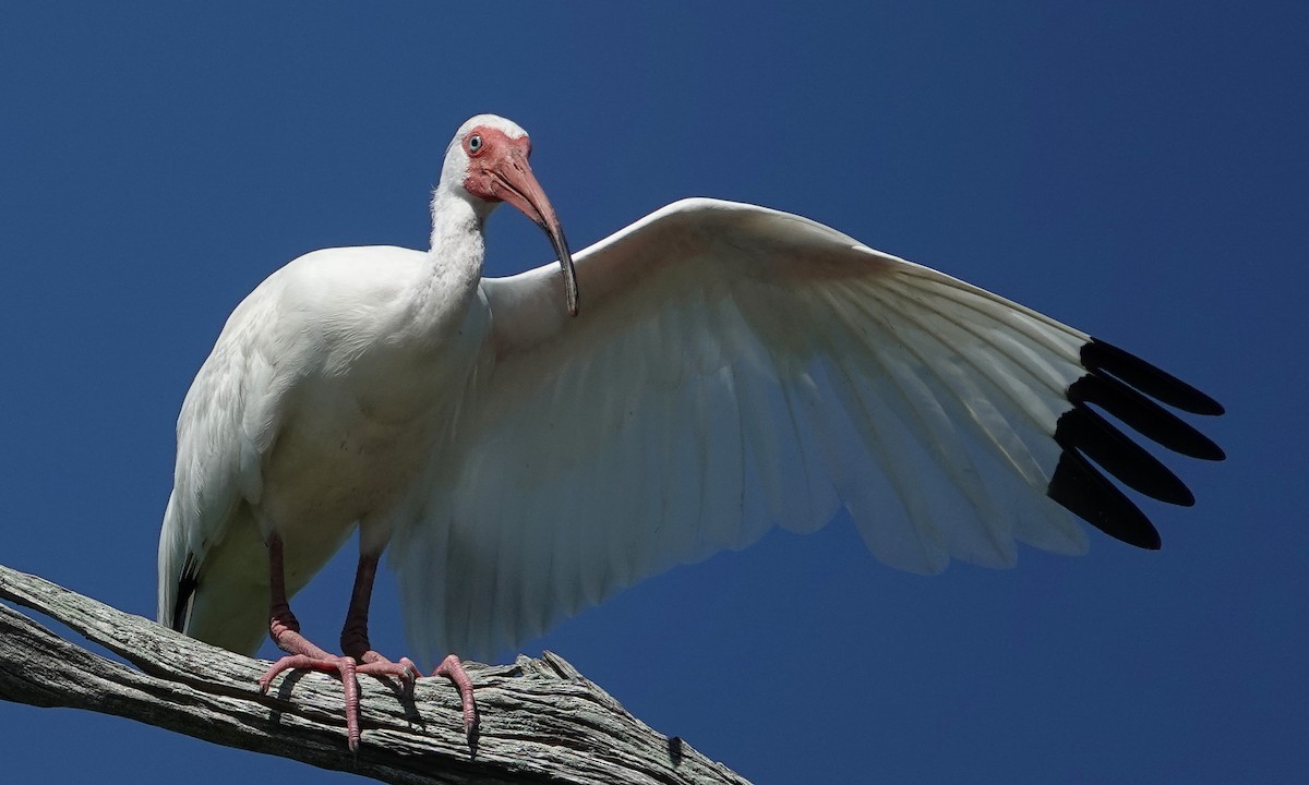 White Ibis - ML620801372