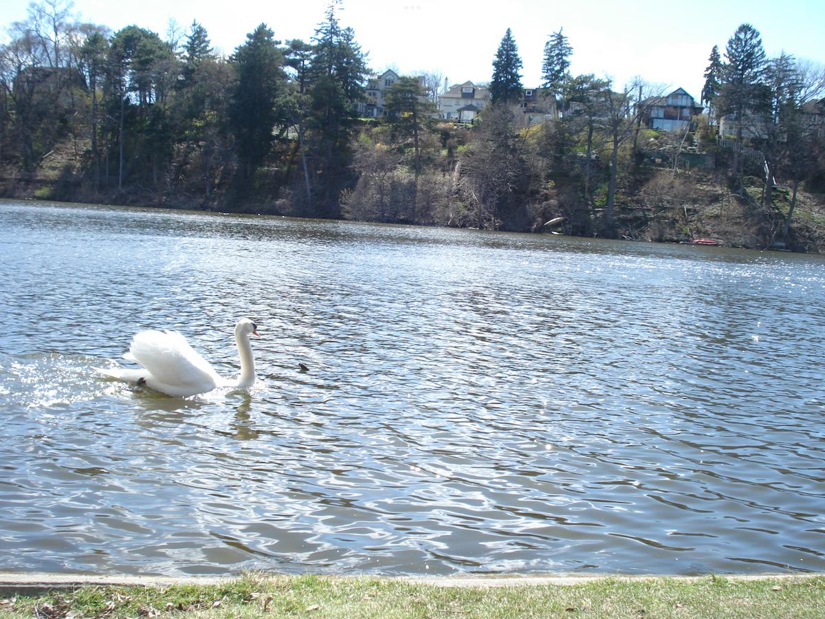 Mute Swan - ML620801373