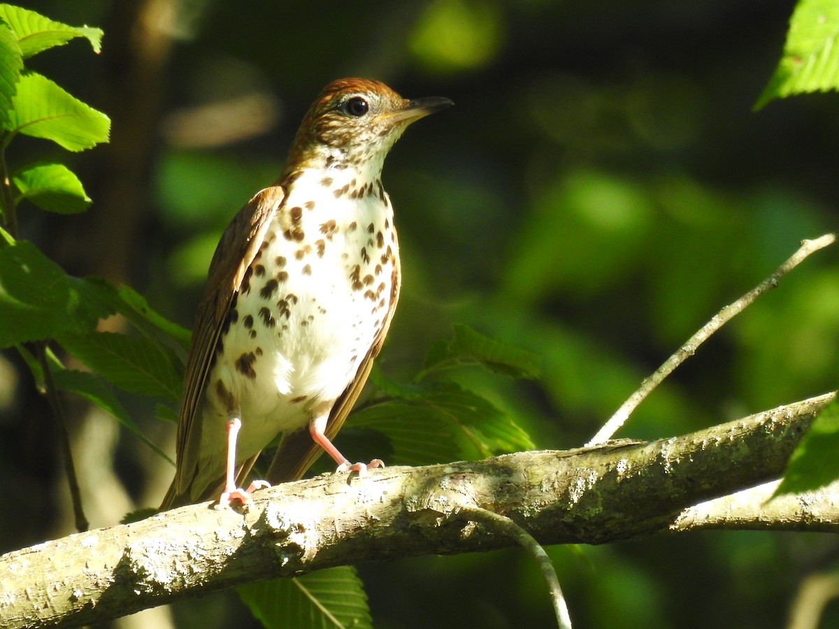 Wood Thrush - ML620801375