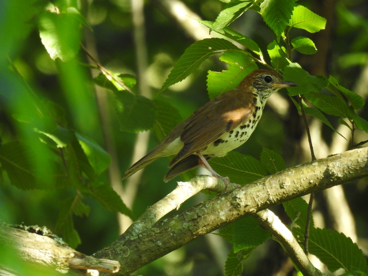 Wood Thrush - ML620801376