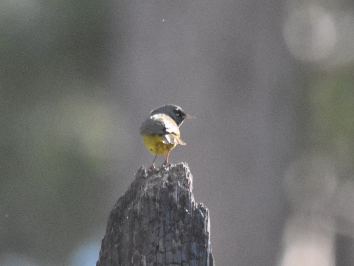 MacGillivray's Warbler - ML620801381