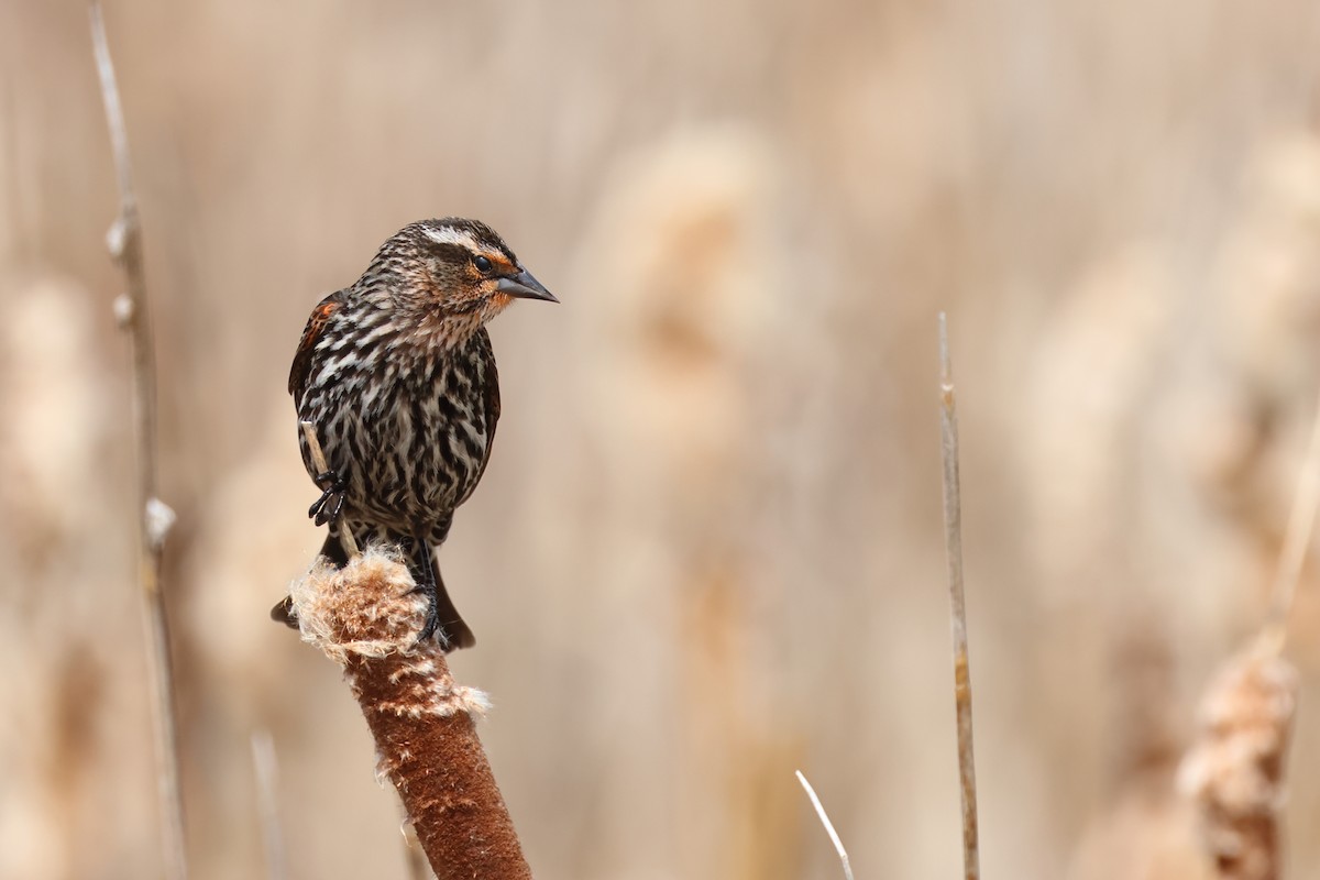 Red-winged Blackbird - ML620801383