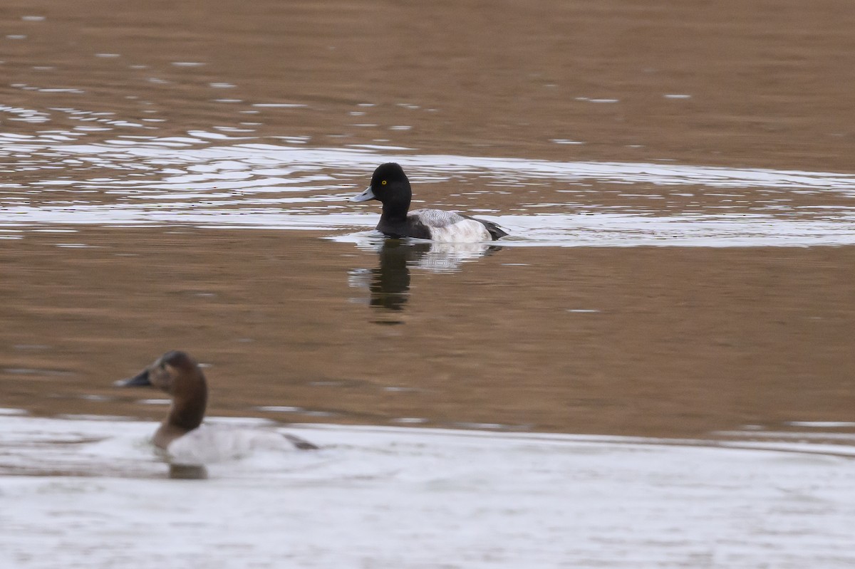 Lesser Scaup - ML620801385