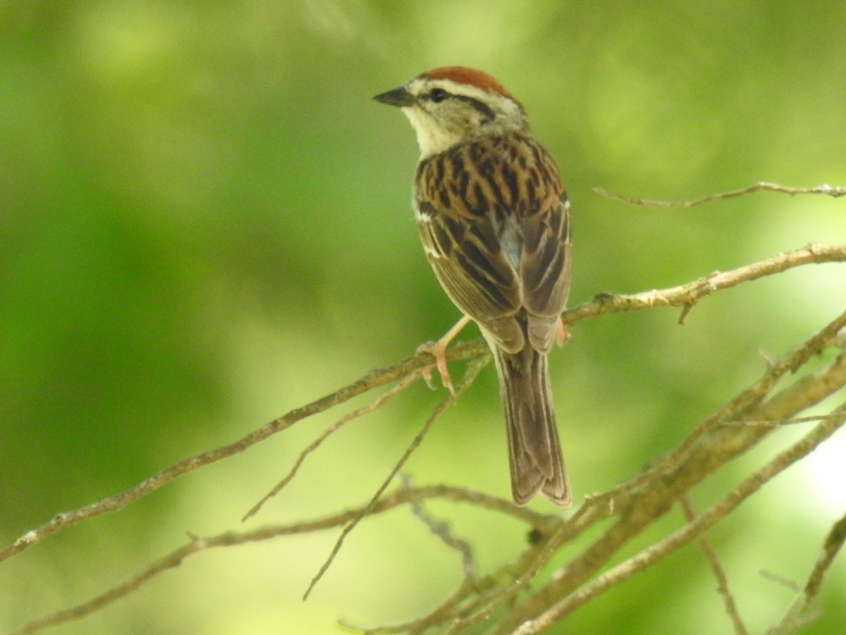 Chipping Sparrow - ML620801388