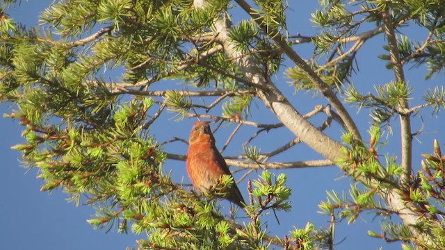 Red Crossbill (Ponderosa Pine or type 2) - ML620801396