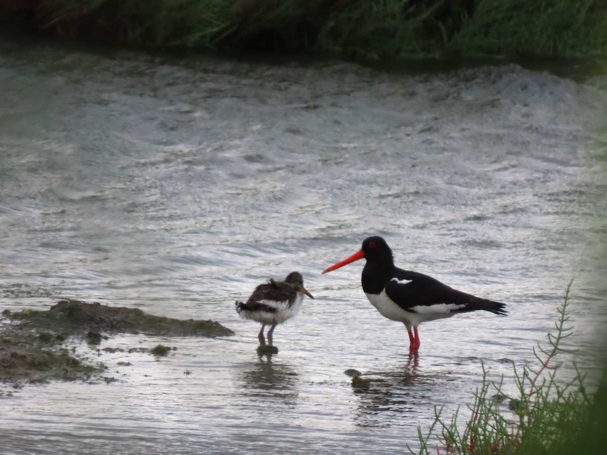 Eurasian Oystercatcher - ML620801400