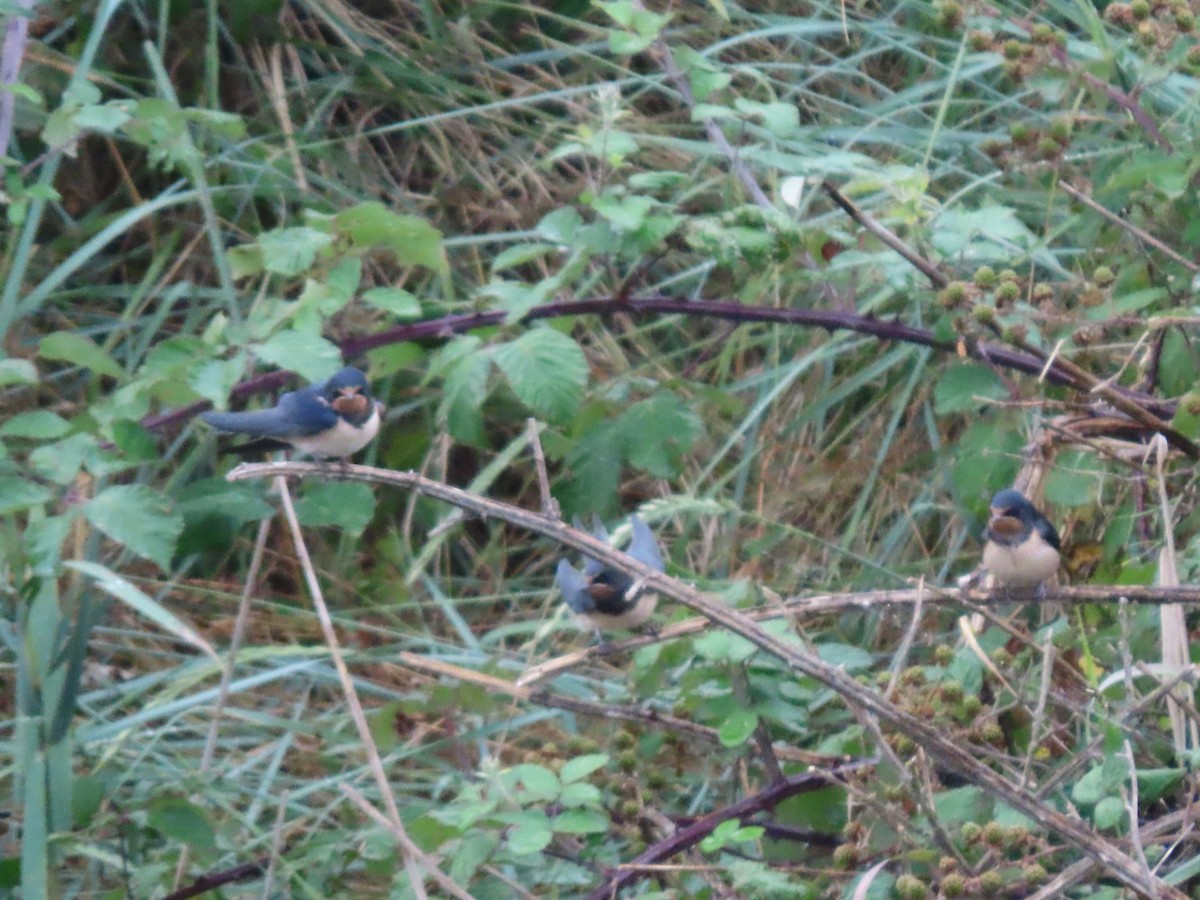 Barn Swallow - ML620801403