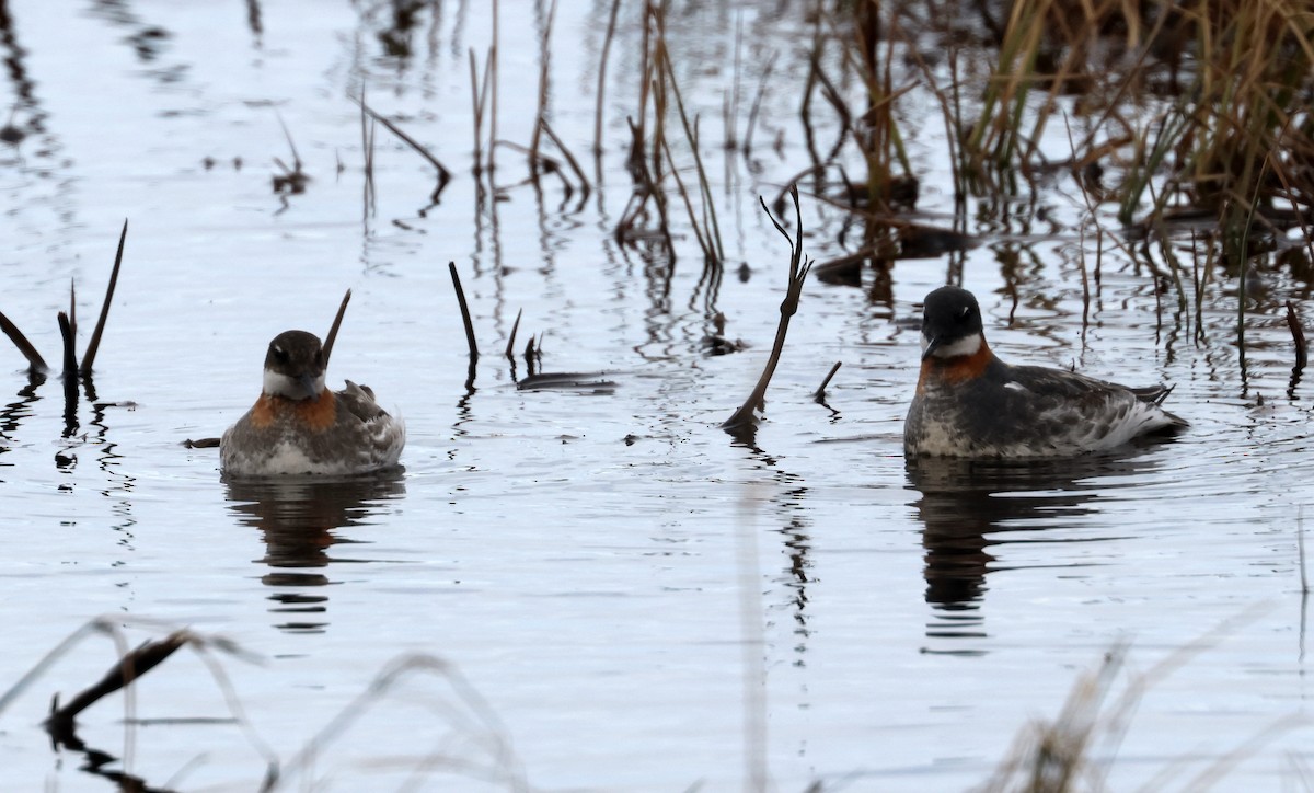 Red-necked Phalarope - ML620801404