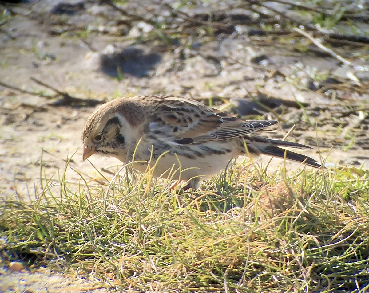 Lapland Longspur - ML620801405