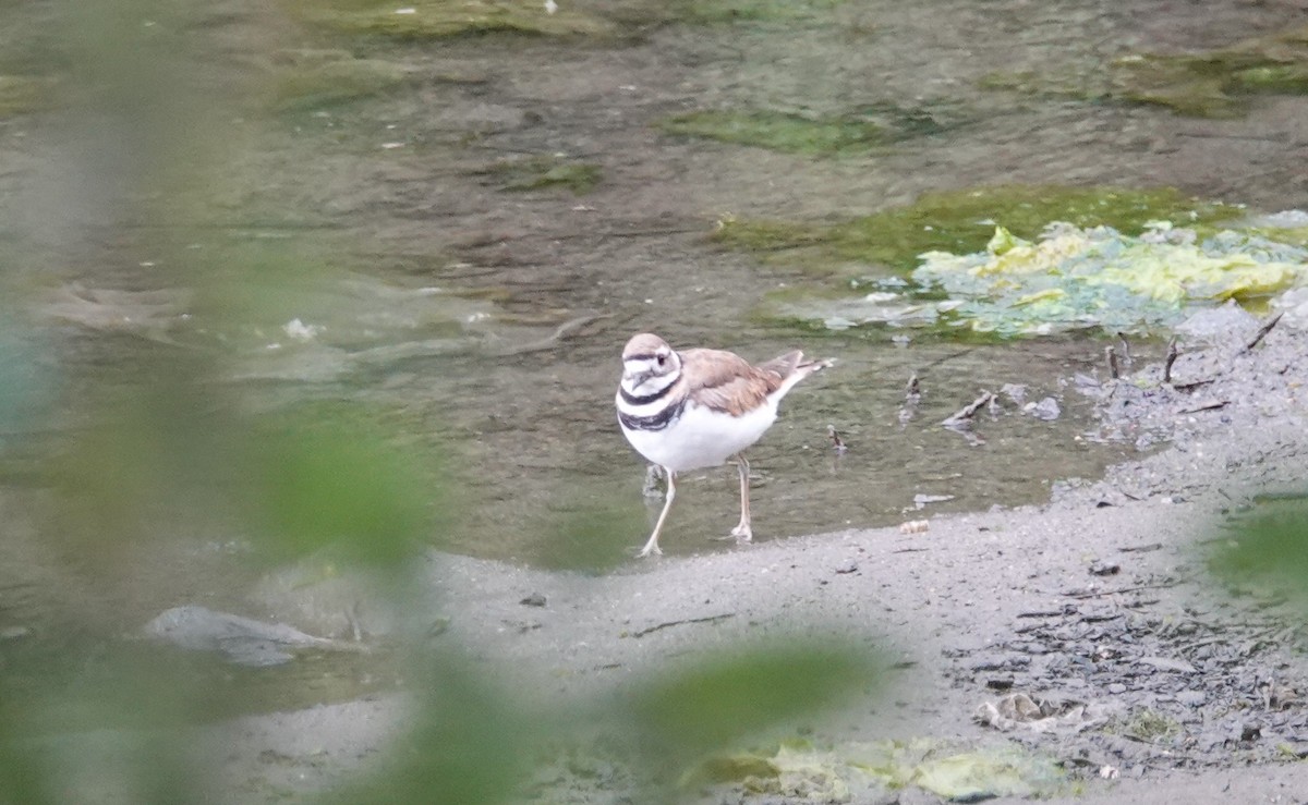 Killdeer - ML620801412