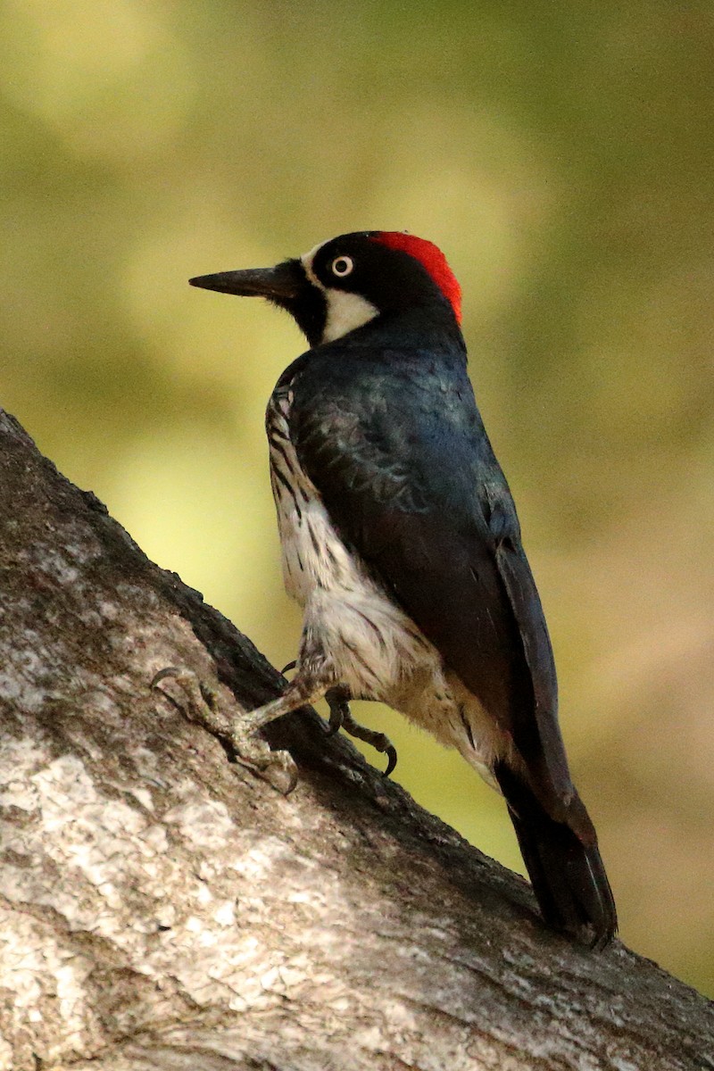 Acorn Woodpecker - ML620801413