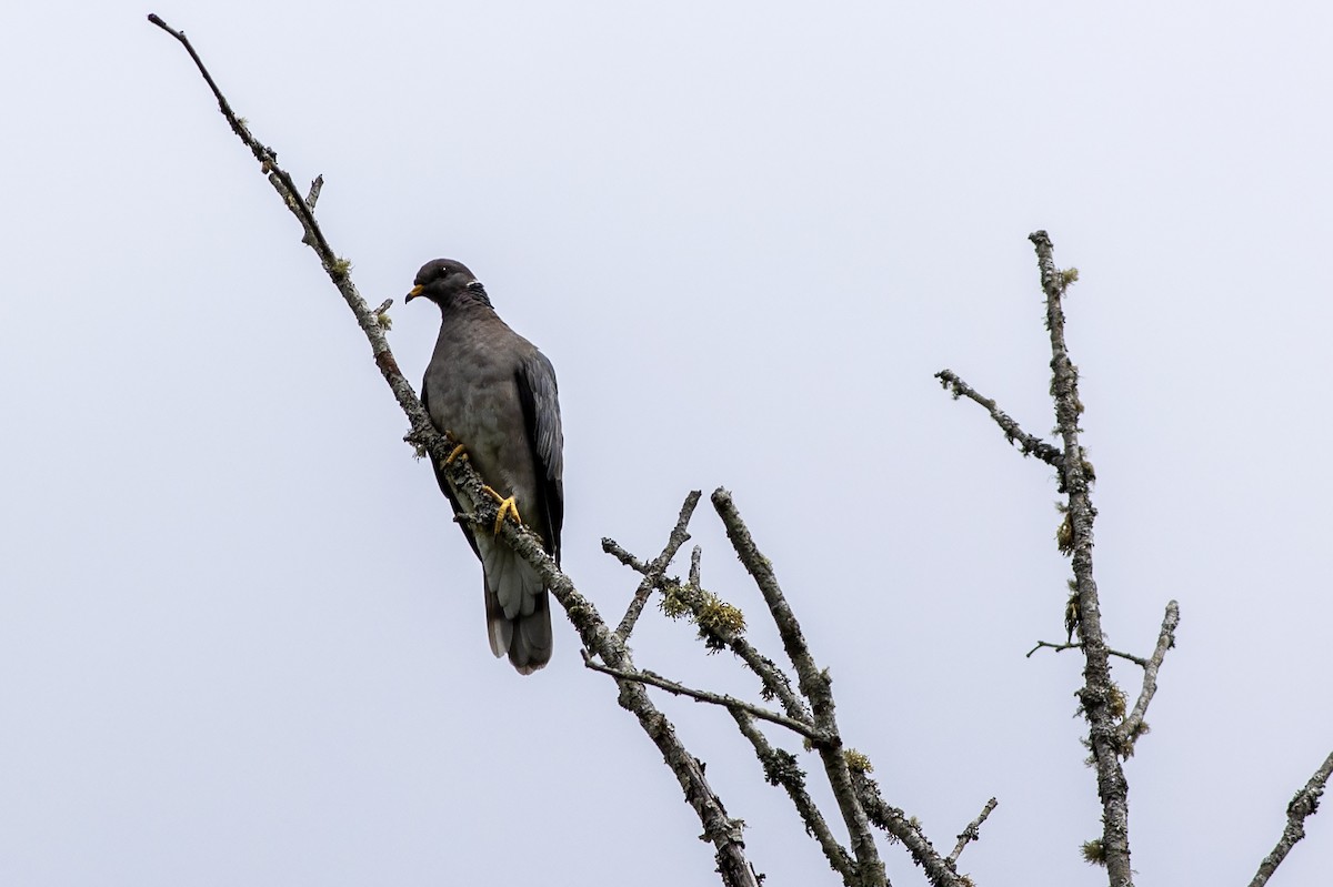 Band-tailed Pigeon - ML620801414