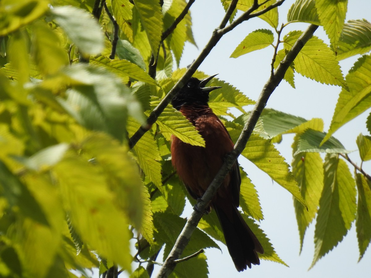 Orchard Oriole - ML620801415