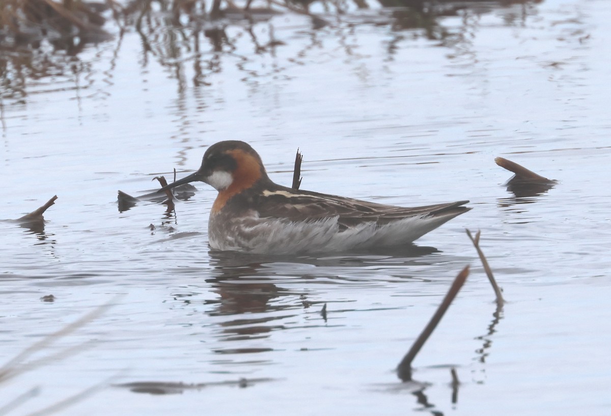 svømmesnipe - ML620801418