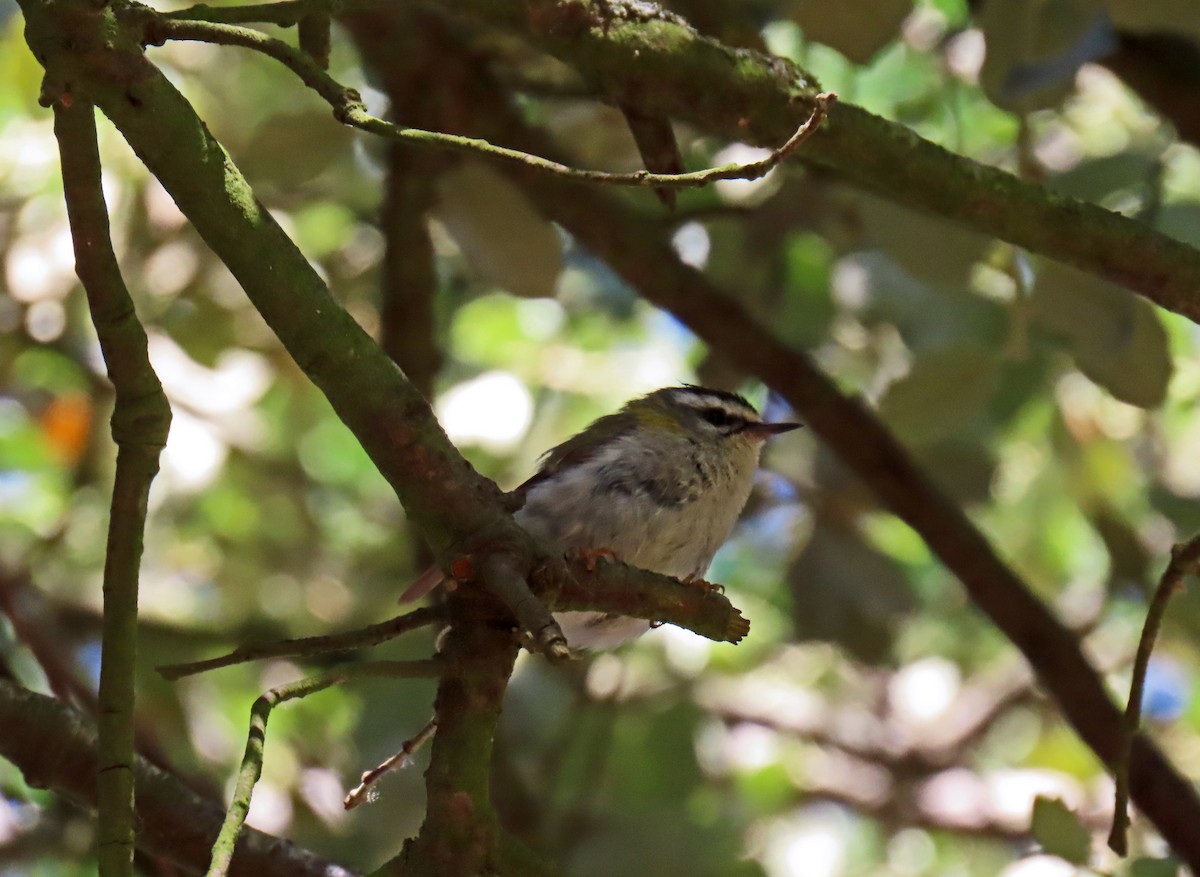 Common Firecrest - ML620801428