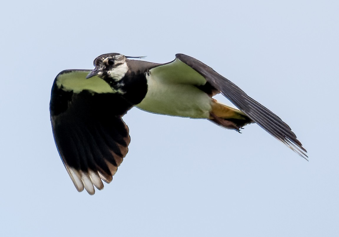 Northern Lapwing - ML620801429