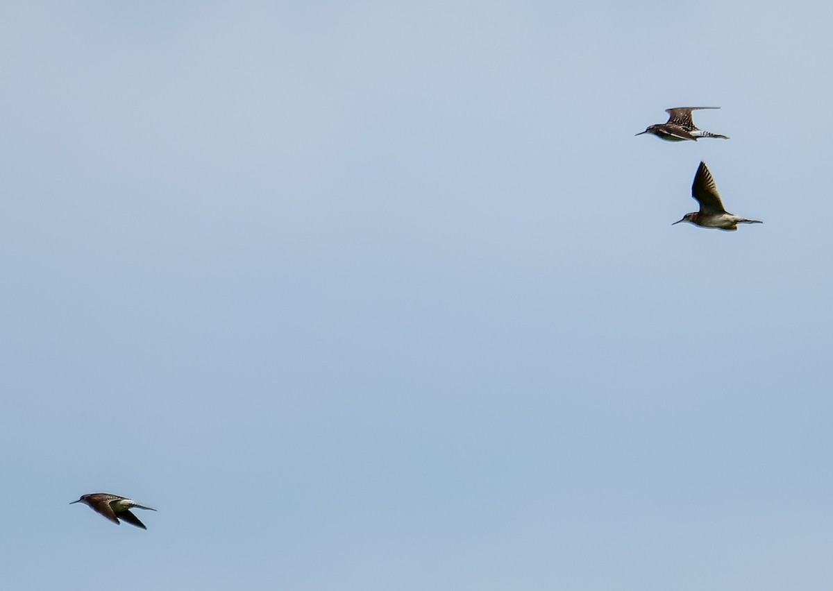 Green Sandpiper - ML620801431