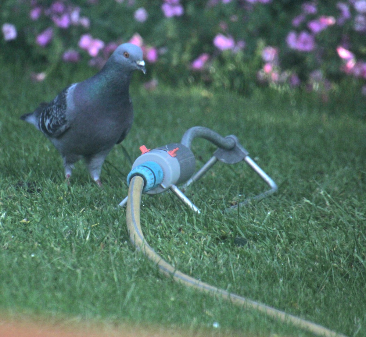 Rock Pigeon (Feral Pigeon) - ML620801437