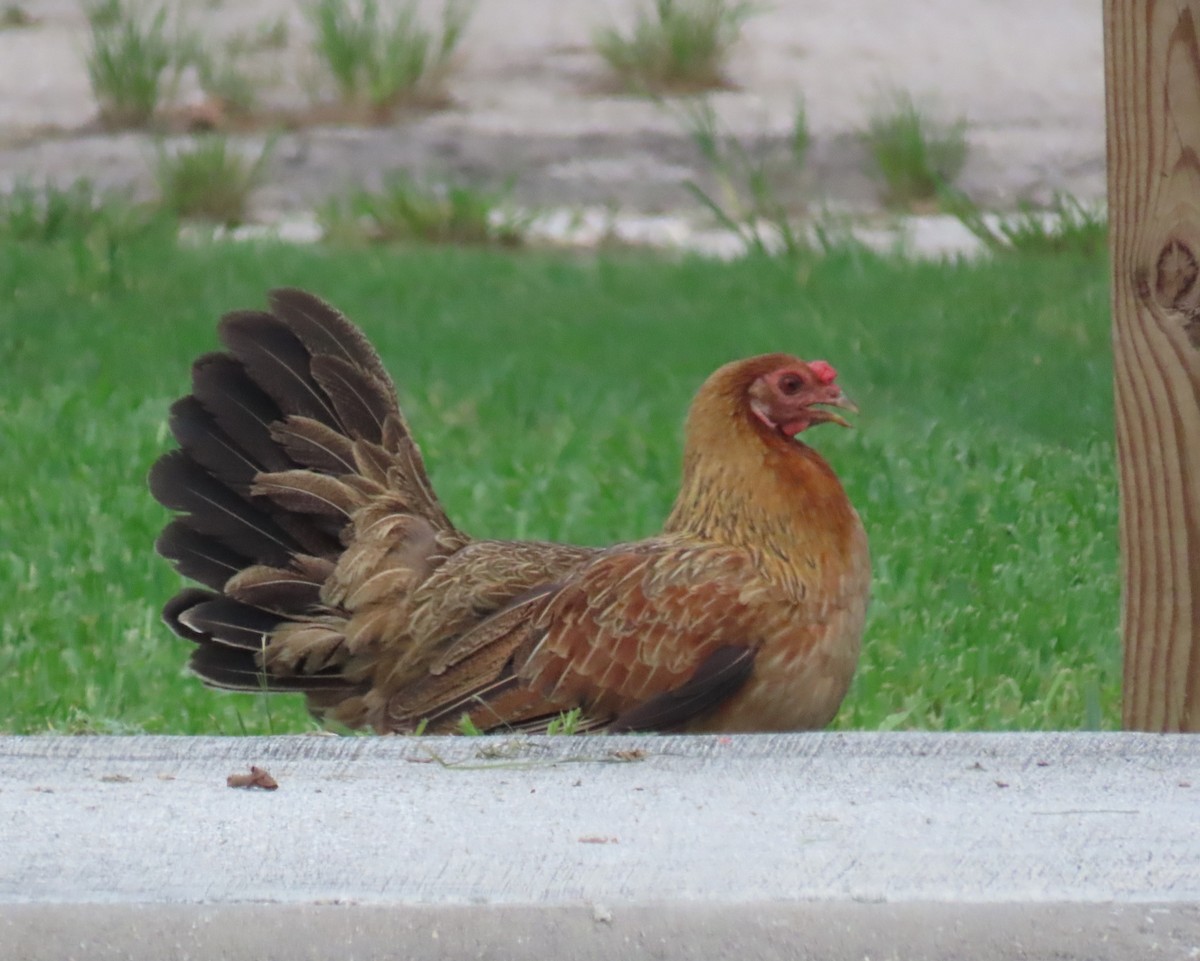 Red Junglefowl (Domestic type) - ML620801438