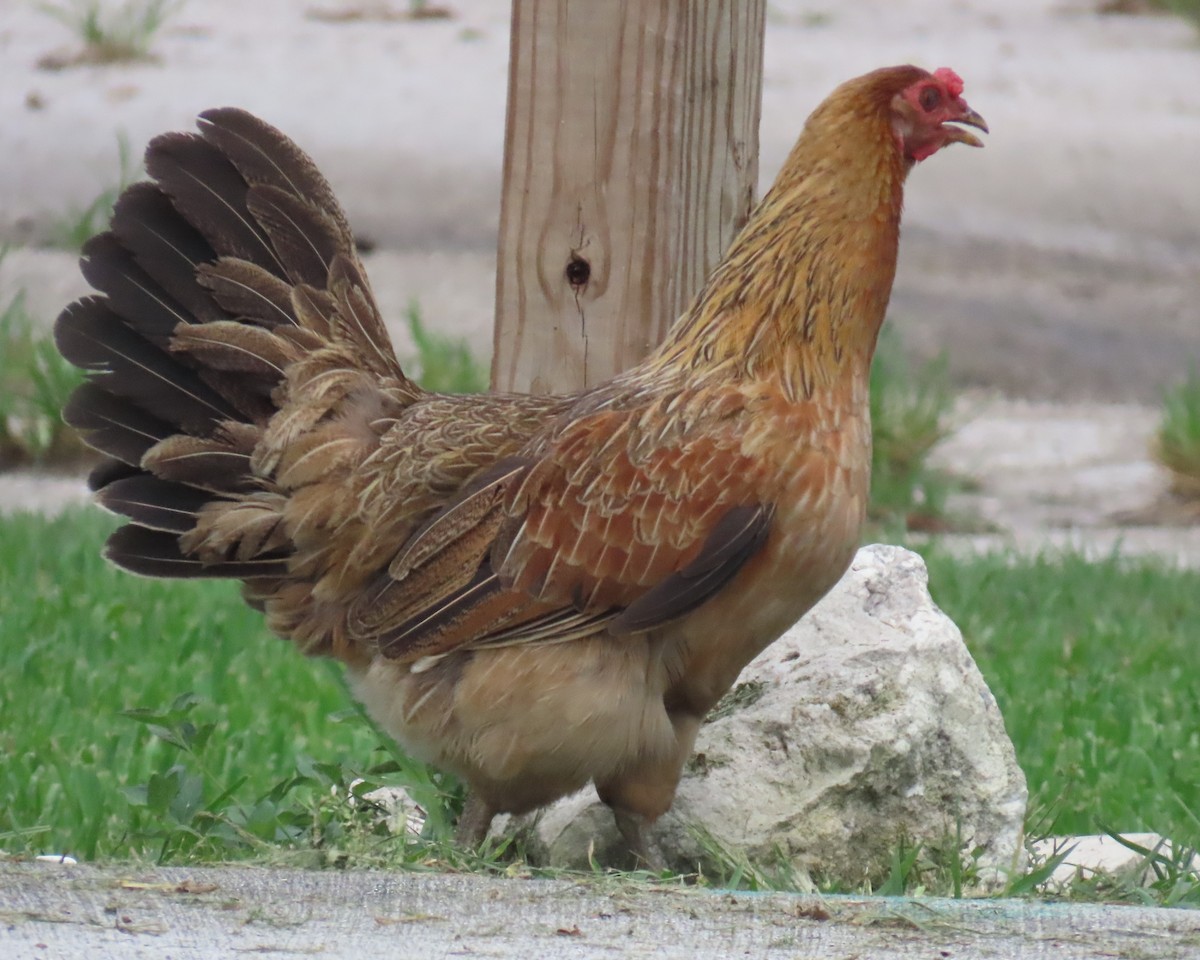 Red Junglefowl (Domestic type) - ML620801439