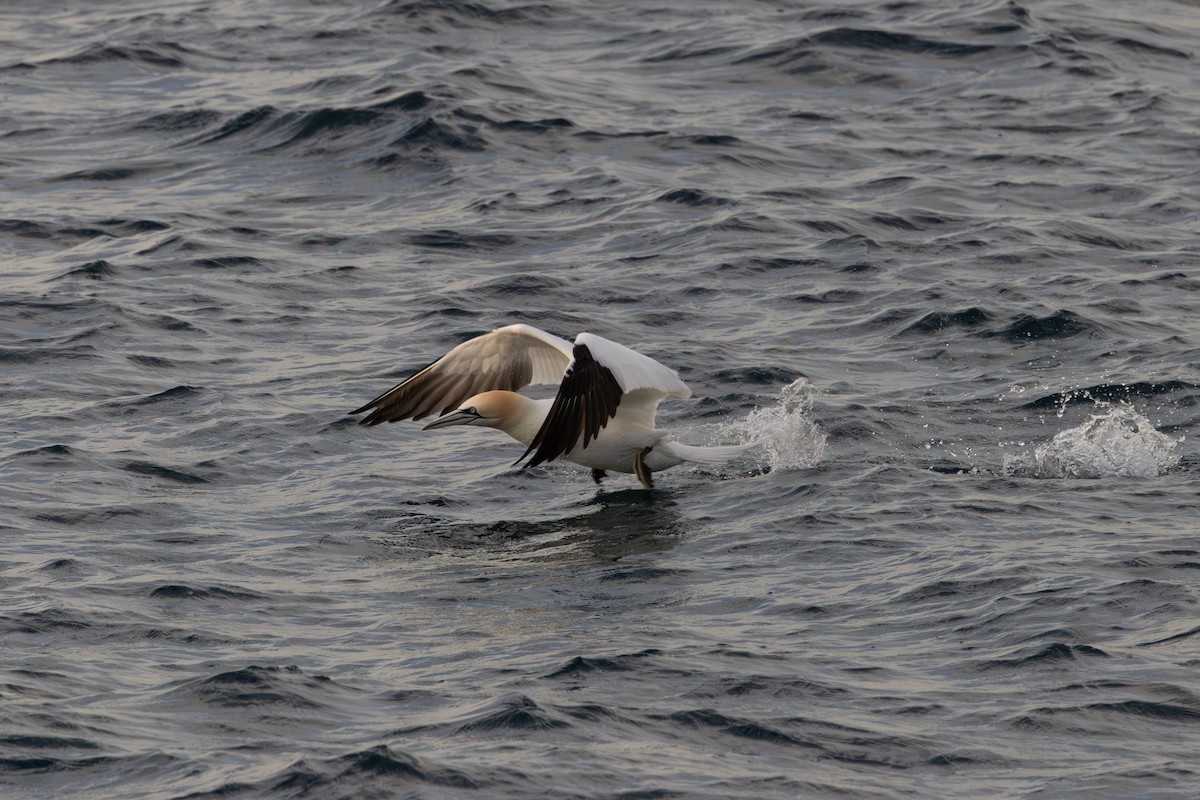 Northern Gannet - ML620801456