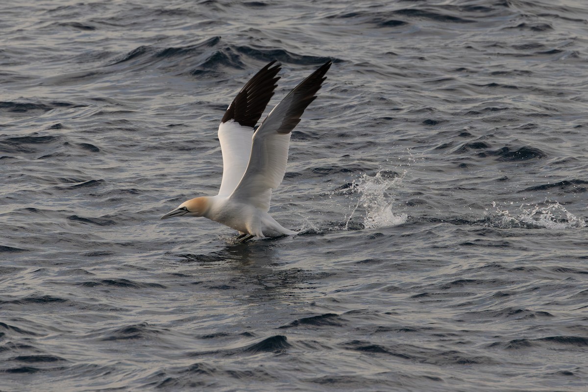 Northern Gannet - ML620801462