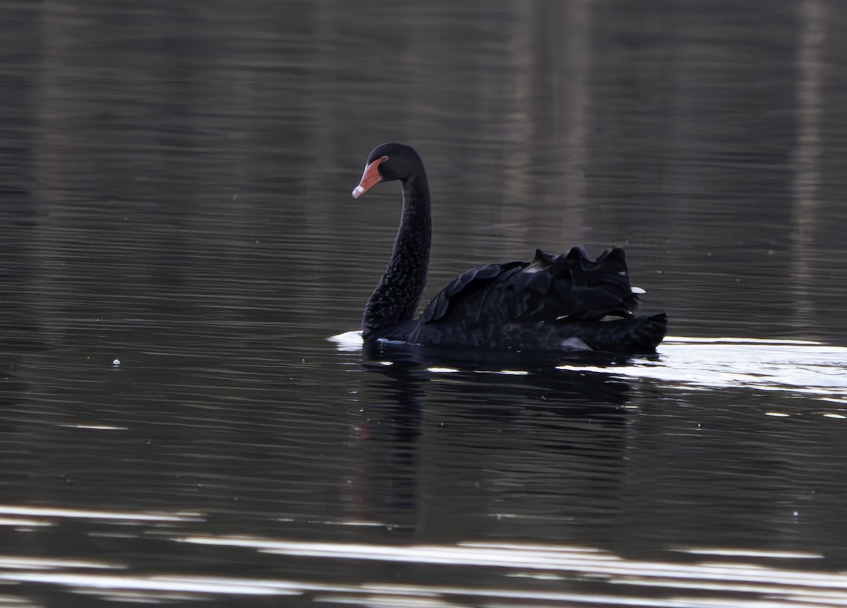 Black Swan - ML620801464