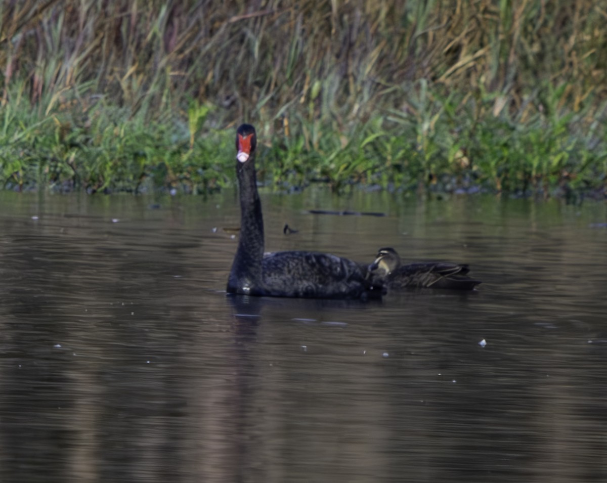 Black Swan - ML620801465