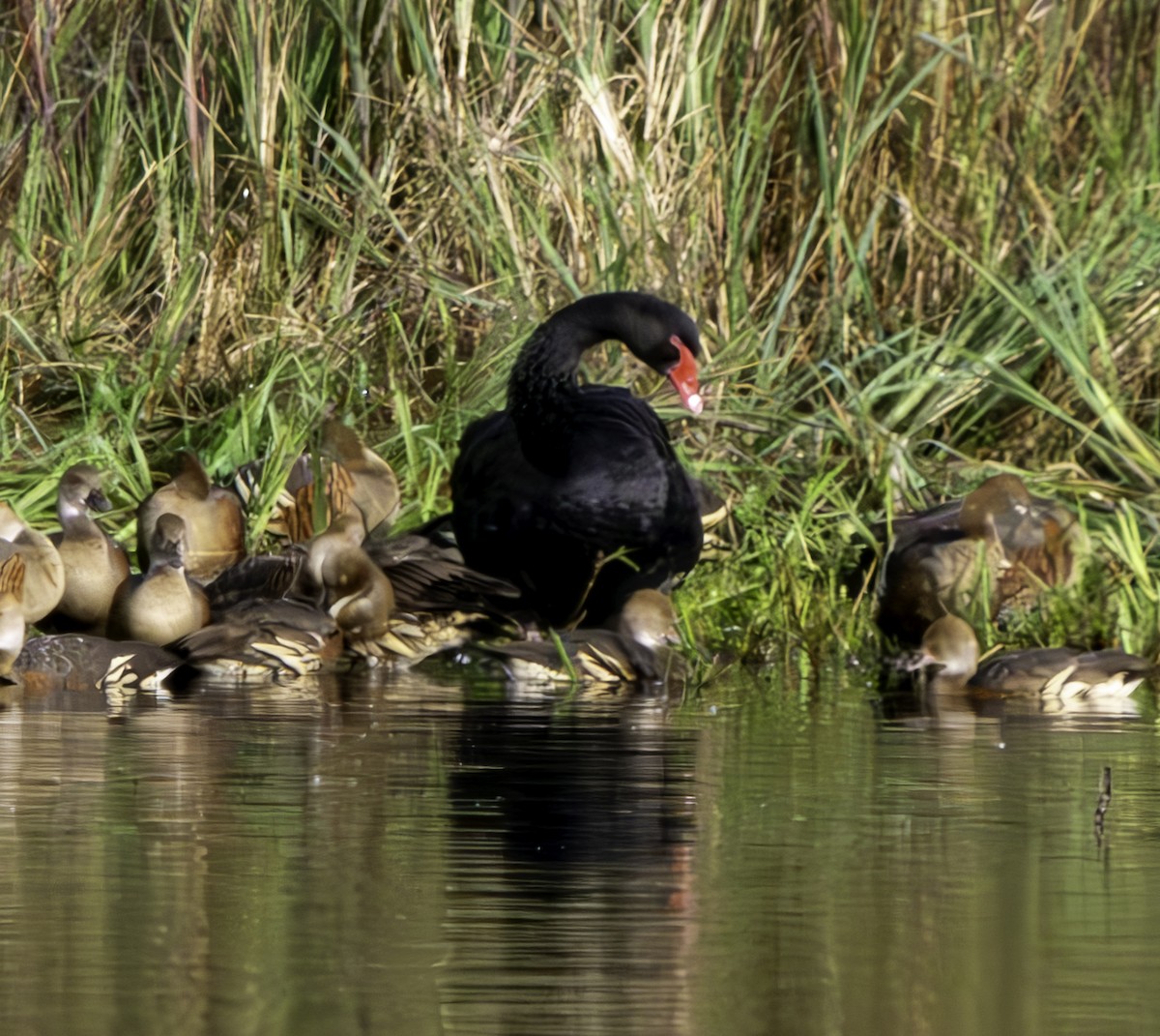 Black Swan - ML620801467